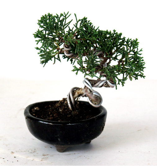 bonsai tree gift japanese miniature tree christmas present