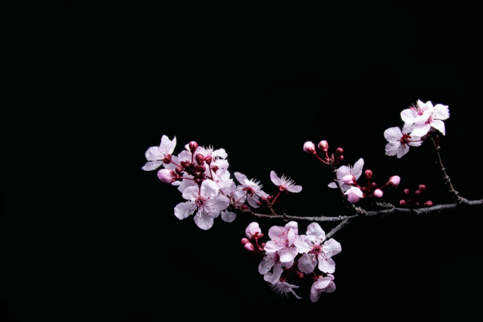 sakura cherry blossom