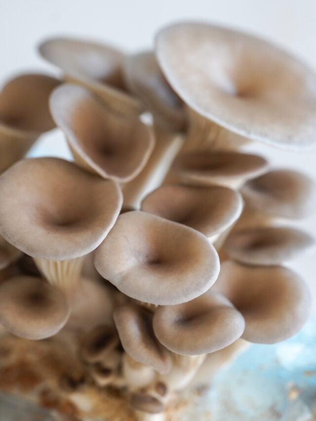 Should You Grow Medicinal Mushrooms At Home?